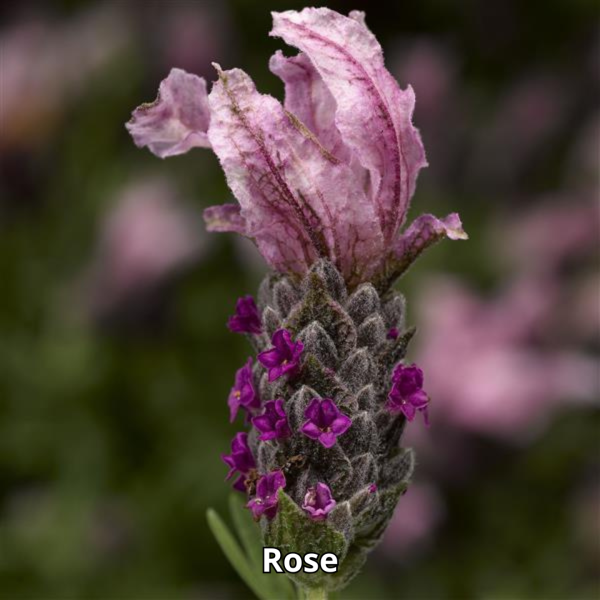 Lavandula Castillano - Imagen 3