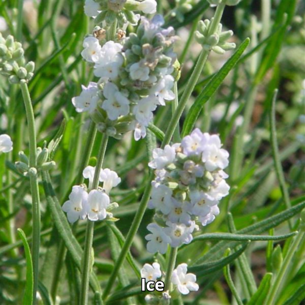 Lavandula Ellagance