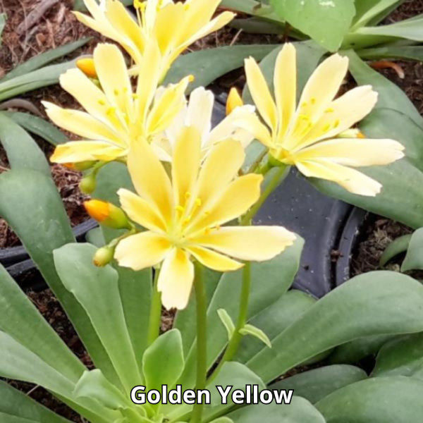Lewisia Elise Mix - Imagen 3
