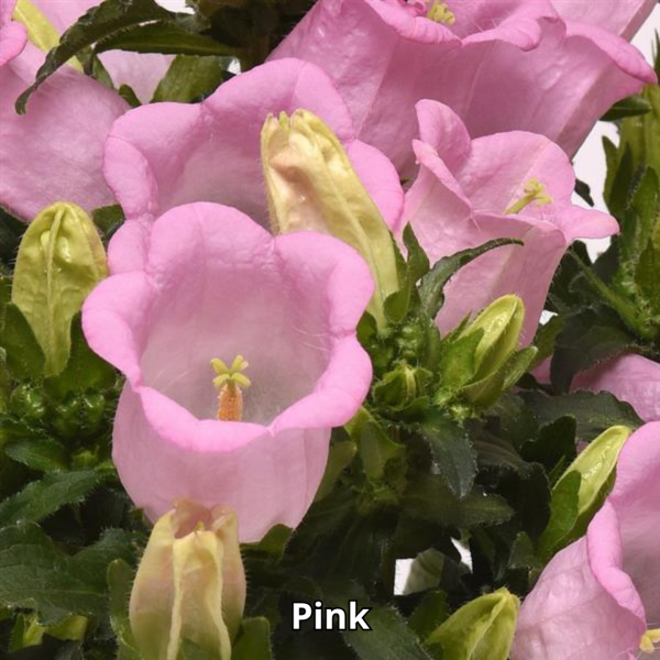 Campanula Campanella