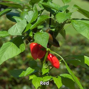 Pepper Fresh Bites