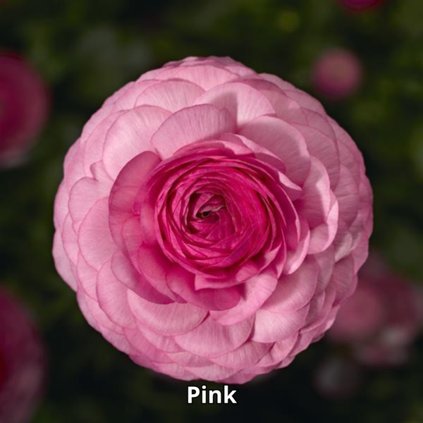 Ranunculus Maché Mix - Imagen 4