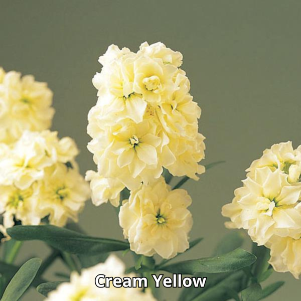 Stock Harmony Mix - Imagen 3
