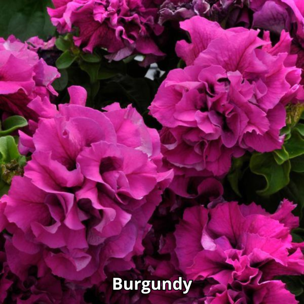Petunia Double Cascade Mix - Imagen 3