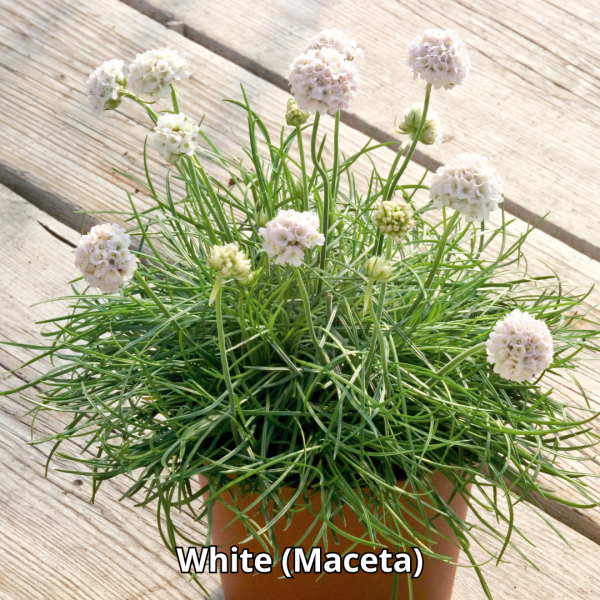 Armeria Morning Star - Imagen 3