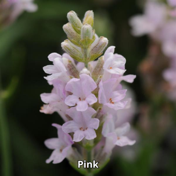 Lavandula Ellagance - Imagen 4