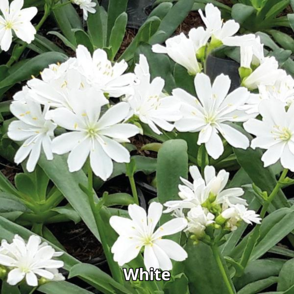 Lewisia Elise Mix - Imagen 4