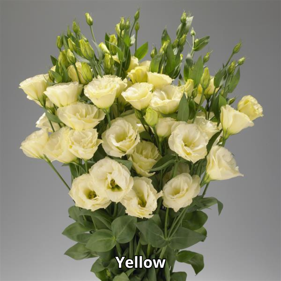 Lisianthus Advantage