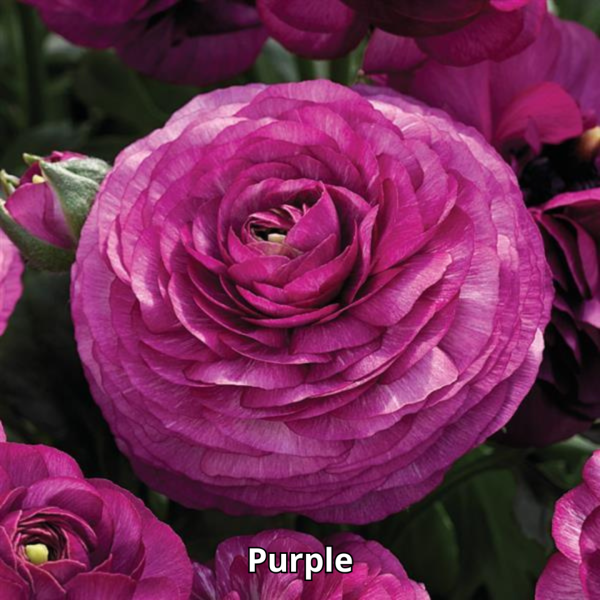 Ranunculus Maché Mix - Imagen 5