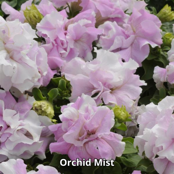 Petunia Double Cascade Mix - Imagen 4