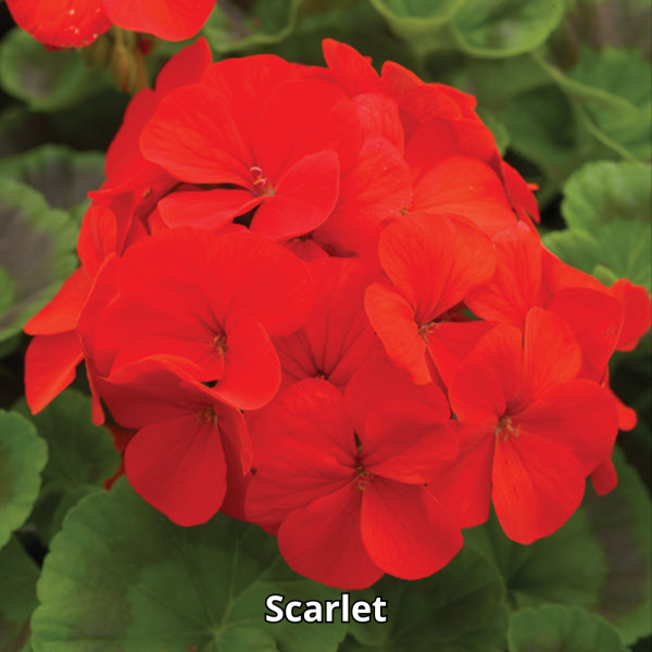 Geranium Pinto Premium Mix - Imagen 4