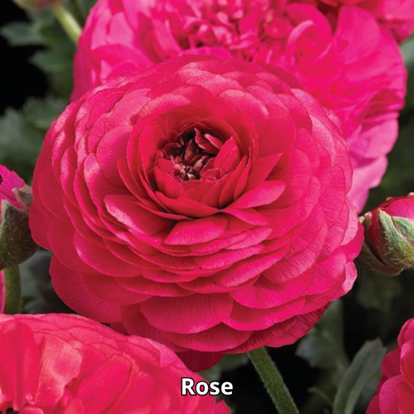 Ranunculus Maché Mix - Imagen 6