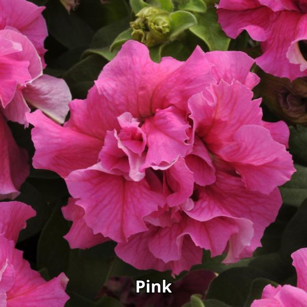 Petunia Double Cascade Mix - Imagen 5