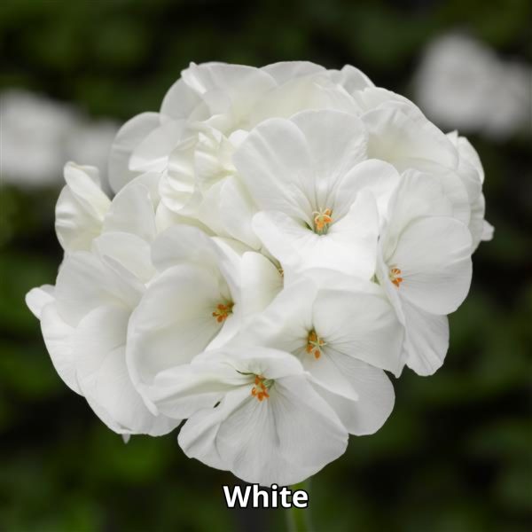 Geranium Pinto Premium Mix - Imagen 5