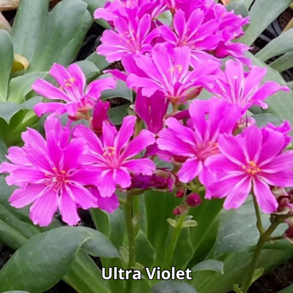 Lewisia Elise Mix - Imagen 5