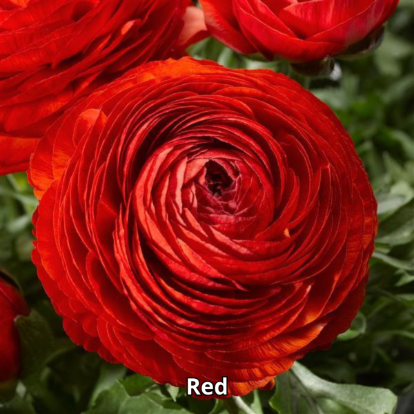 Ranunculus Maché Mix - Imagen 7