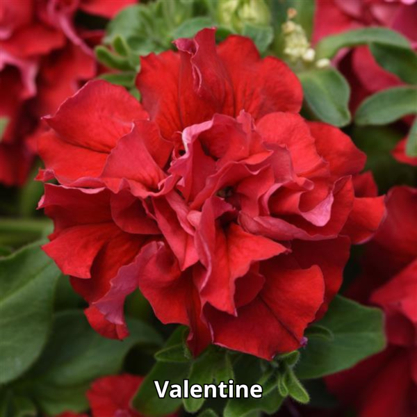 Petunia Double Cascade Mix - Imagen 6