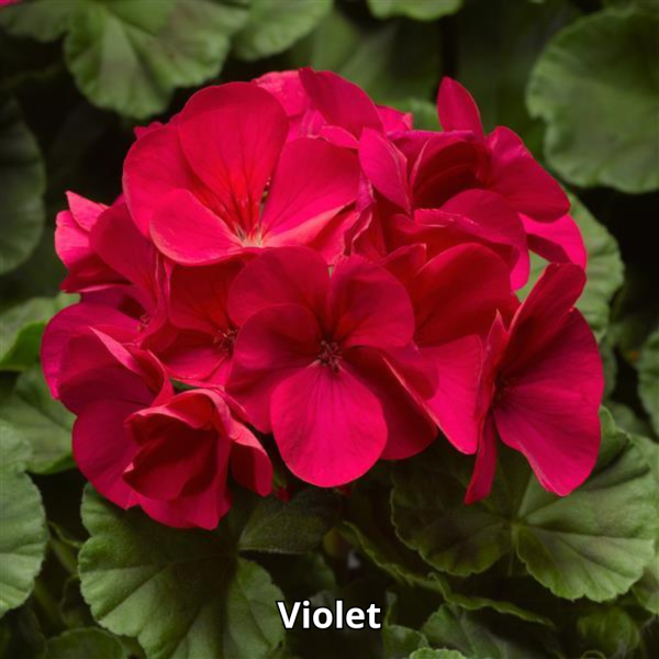 Geranium Pinto Premium Mix - Imagen 6