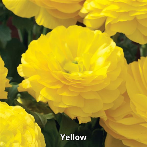 Ranunculus Maché Mix - Imagen 8