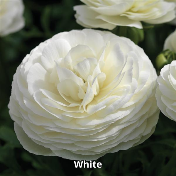 Ranunculus Maché Mix - Imagen 2
