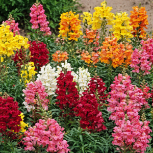 Snapdragon Sonnet Mix