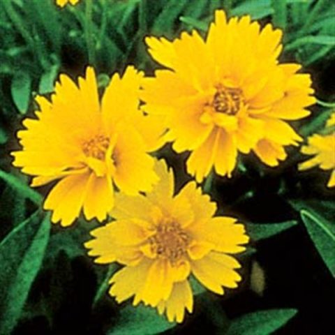 Coreopsis Early Sunrise | Ball Chile