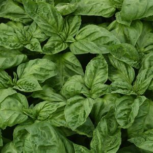 Her Basil Newton