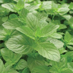 Mentha Mint Spearmint