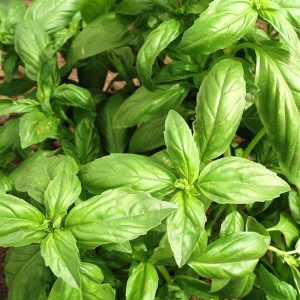 Her Basil Sweet Genovese