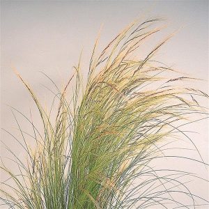 Grass Stipa Pony Tails