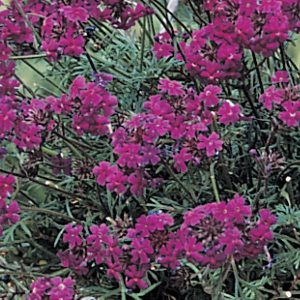 Verbena Imagination