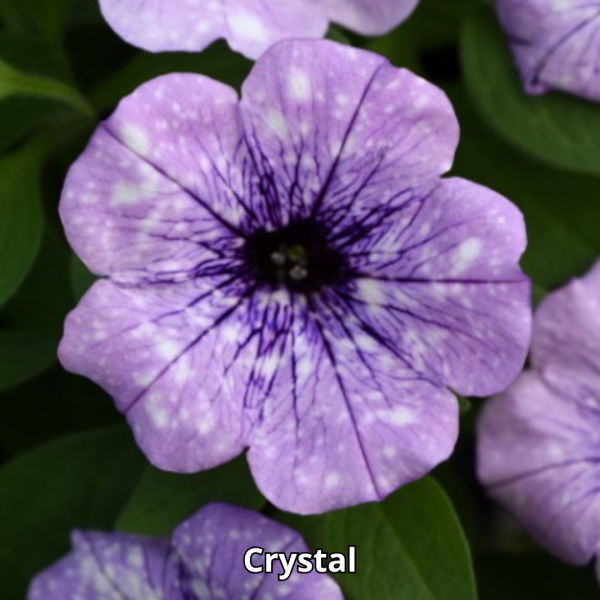 Petunia Sky - Imagen 8