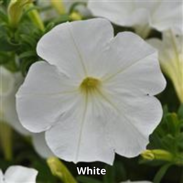 Petunia Sureshot - Imagen 2