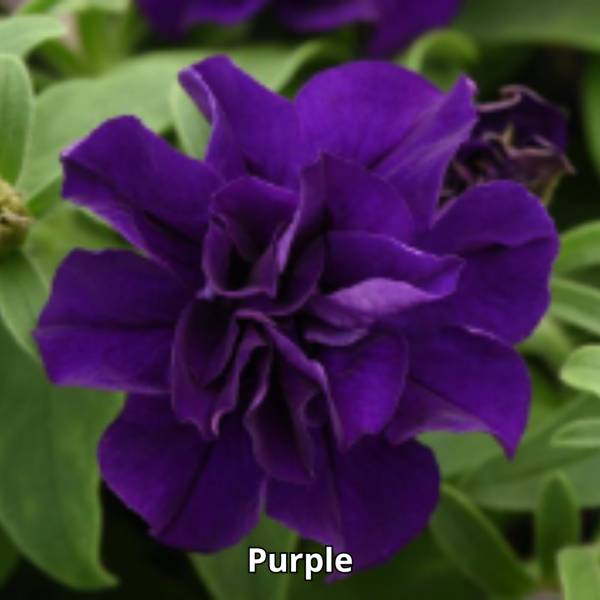 Petunia Vogue - Imagen 2