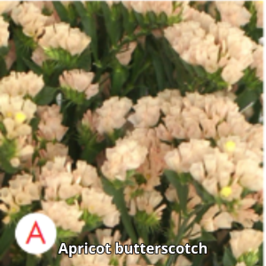 Limonium Tc