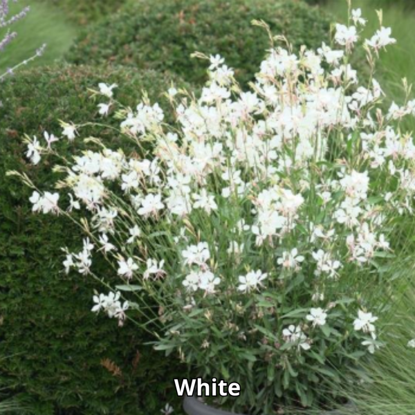 Gaura Belleza - Imagen 2