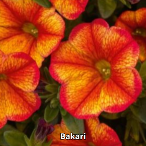 Calibrachoa MiniFamous Uno