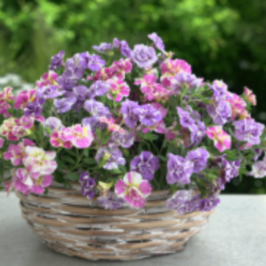 Calibrachoa MiniFamous Neo Double