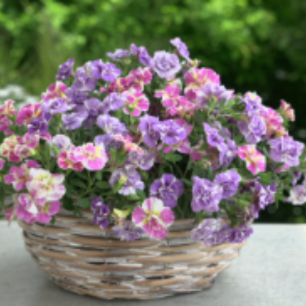 Calibrachoa MiniFamous Neo Double