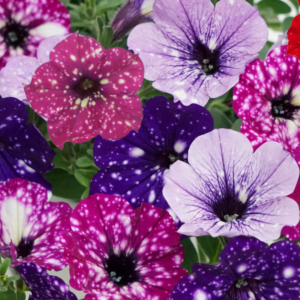 Petunia Sky