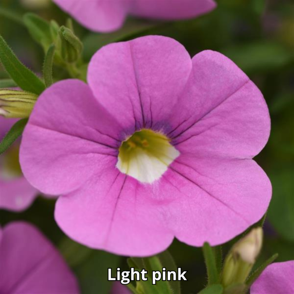 Calibrachoa MiniFamous Neo - Imagen 2