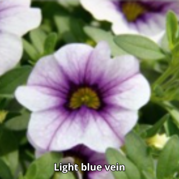 Calibrachoa Neo Simple - Imagen 6
