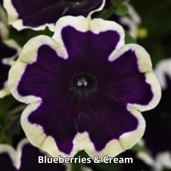 Petunia Sureshot - Imagen 10