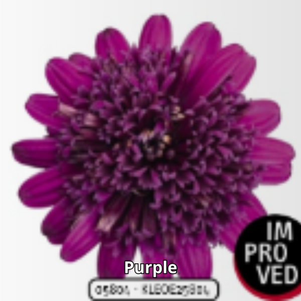 Osteospermum 3D - Imagen 2