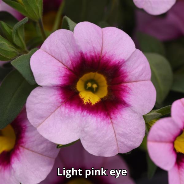 Calibrachoa MiniFamous Neo - Imagen 10