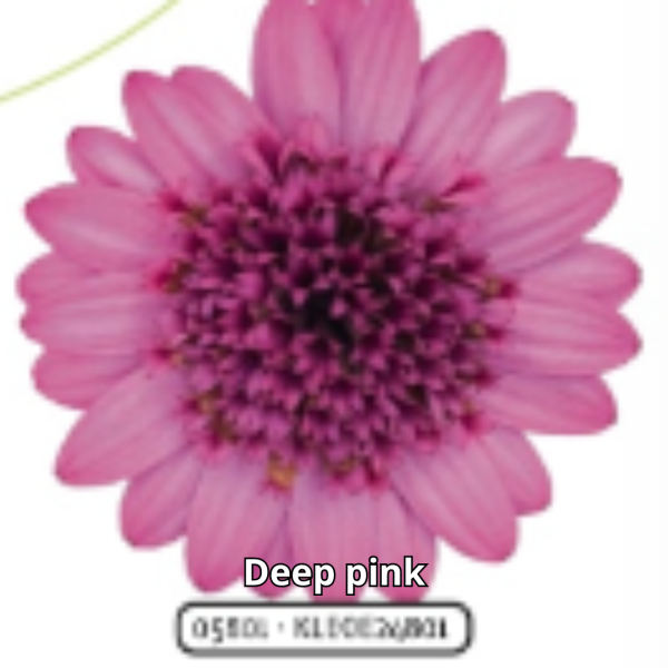 Osteospermum 3D - Imagen 3