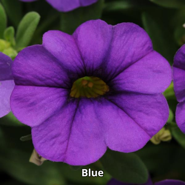 Calibrachoa MiniFamous Neo - Imagen 11