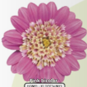 Osteospermum 3D