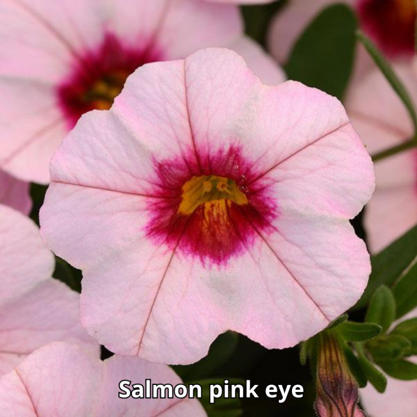 Calibrachoa MiniFamous Neo - Imagen 12