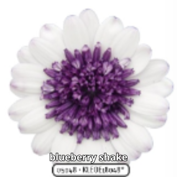 Osteospermum 3D - Imagen 4